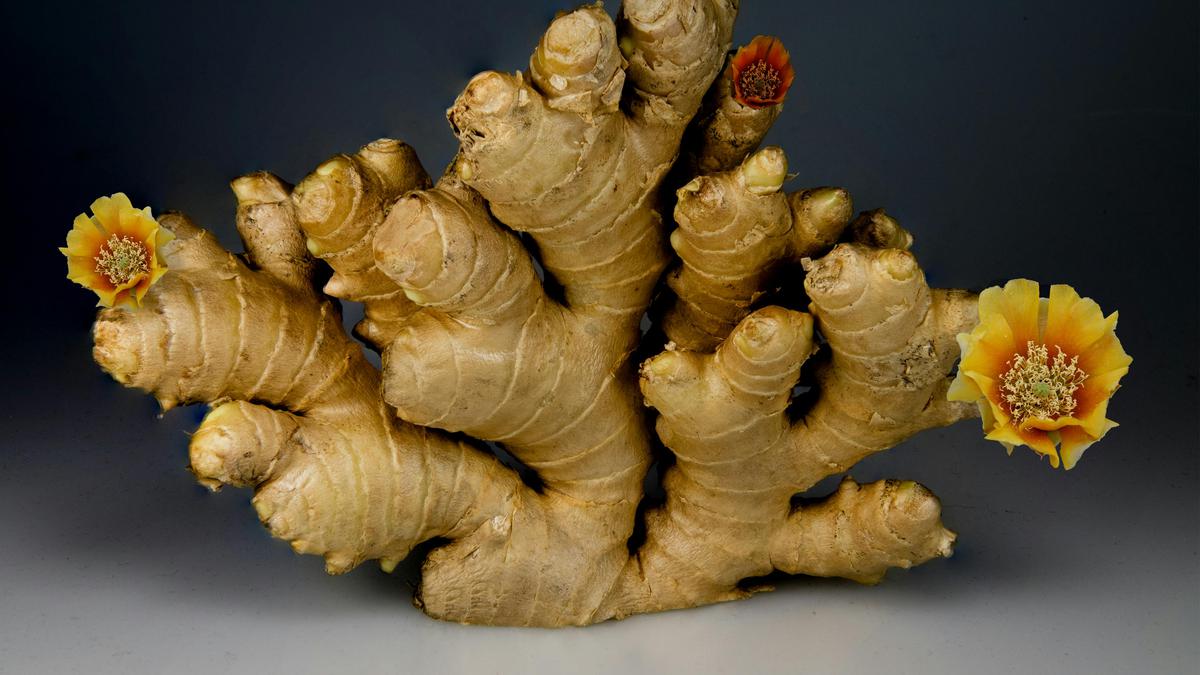 Cara Kerja 6 Tanaman Herbal untuk Sakit Pinggang, Dari Kunyit hingga Jahe