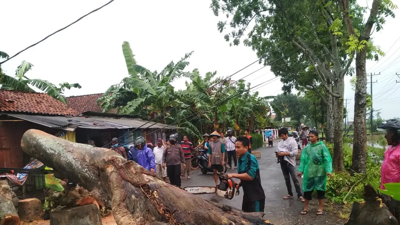 Seorang pemotor tertimpa pohon mahoni tumbang, di Kebumen. (Foto: Liputan6.com/Humas Polres Kebumen)