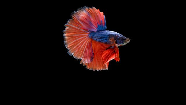 Betta Fish