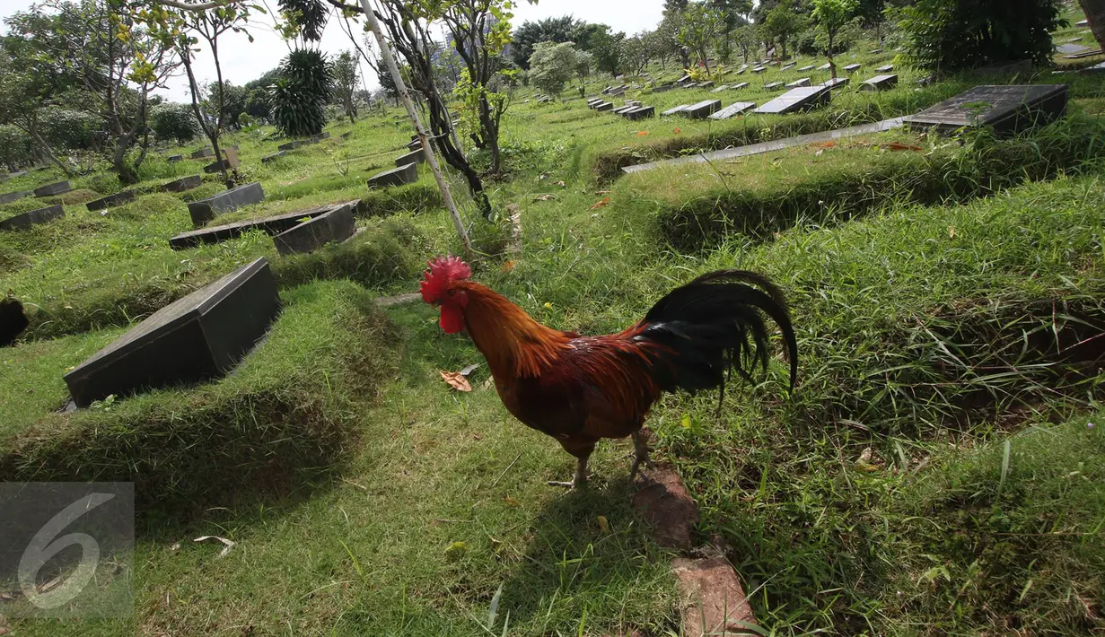 Seekor ayam berada di sekitar makam TPU Karet Bivak, Jakarta, Senin (27/2). Dinas Kehutanan DKI Jakarta mengalokasikan dana Rp100 miliar untuk membenahi sekaligus menambah lahan pemakaman pada 2017. (Liputan6.com/Immanuel Antonius)