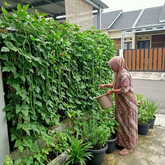 Panel Sayuran di Pagar Rumah (Gemini AI)