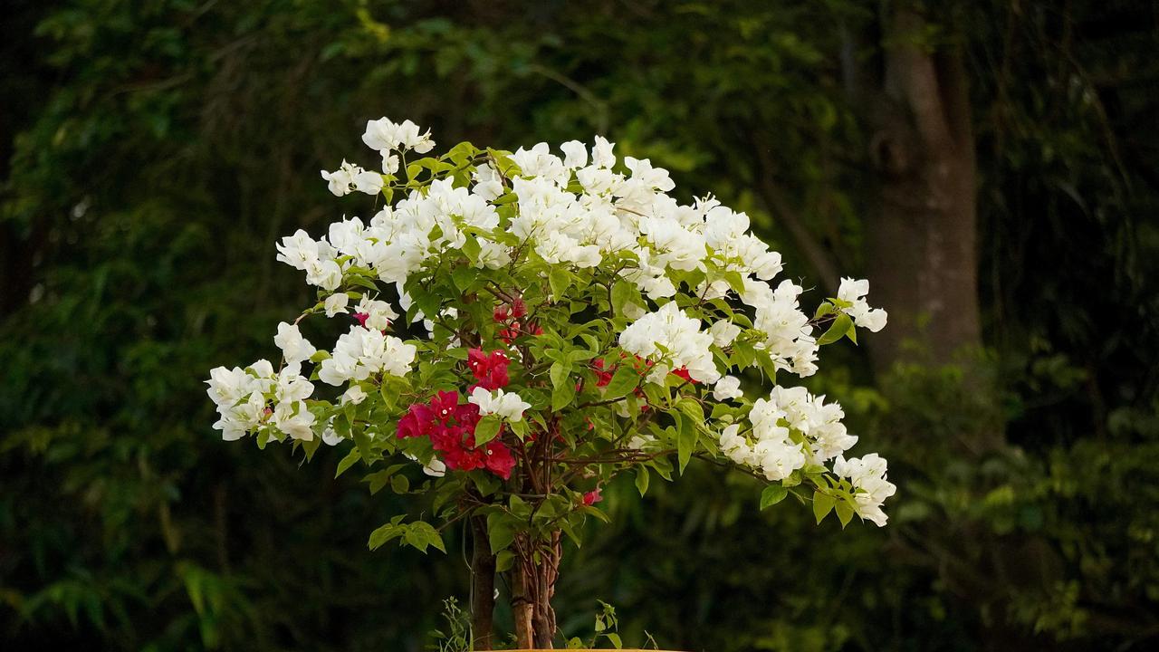 Bunga Kertas (Bougainvillea) Photo by Nikhil Sachan on Unsplash