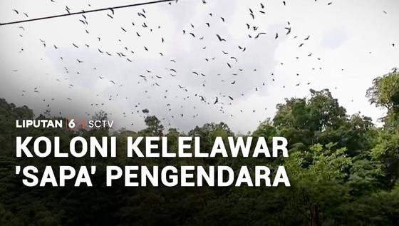 Koloni Kelelawar 'Sapa' Pengendara