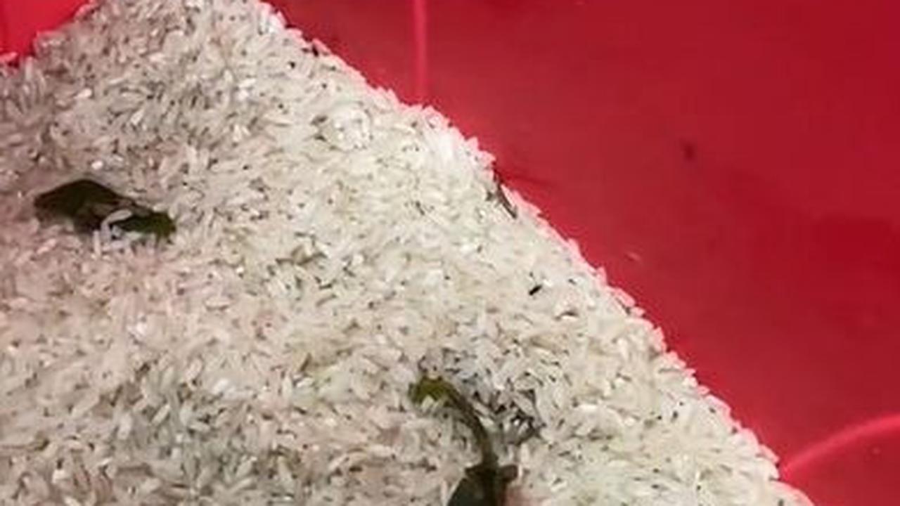 Tambahkan Daun Jeruk, Daun Salam dan Bawang Putih