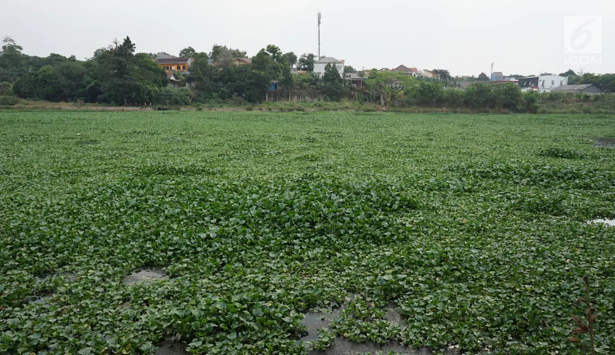 Kondisi Setu Pengarengan yang dipenuhi eceng gondok di Depok, Jawa Barat, Rabu (14/8/2019). Kurangnya perhatian pihak terkait menyebabkan setu semakin banyak ditumbuhi tanaman eceng gondok, bahkan hampir menutupi seluruh permukaan air. (Liputan6.com/Immanuel Antonius)
