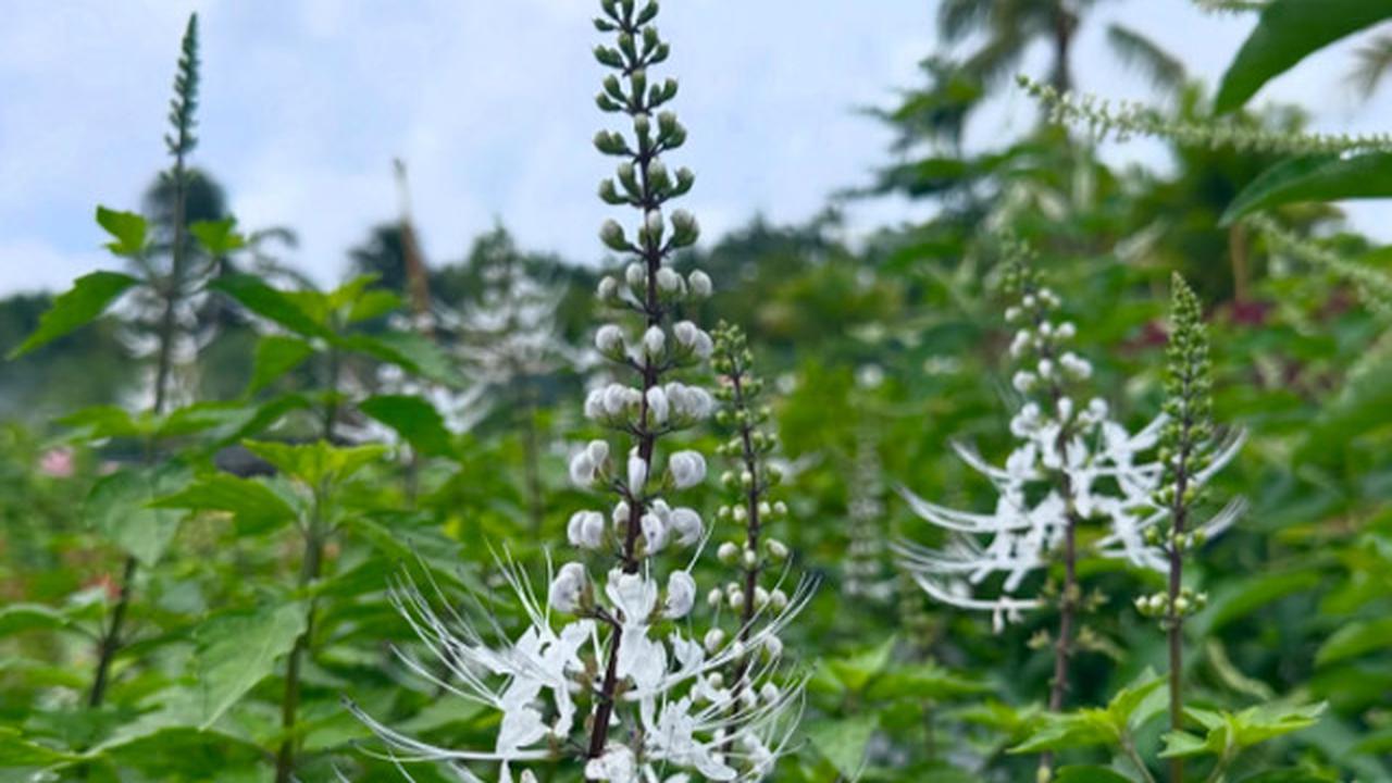 Daun Kumis Kucing: Tanaman Herbal Andalan untuk Saluran Kemih dan Asam Urat