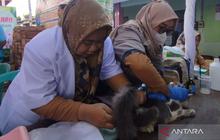 Pemkab Demak Intensifkan Vaksinasi Rabies Gratis untuk Hewan Peliharaan, Jaga Wilayah Bebas Rabies