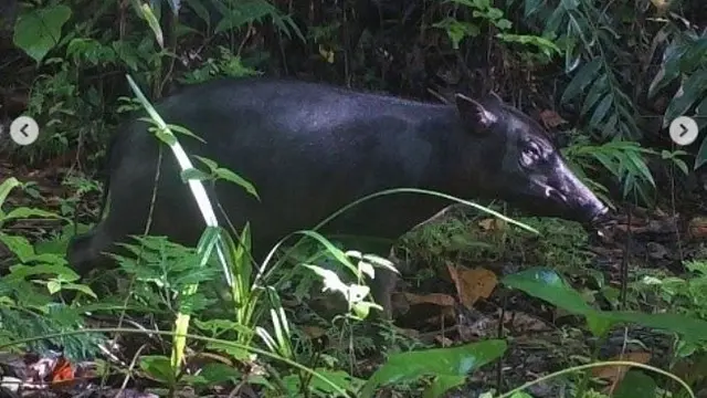 Babirusa