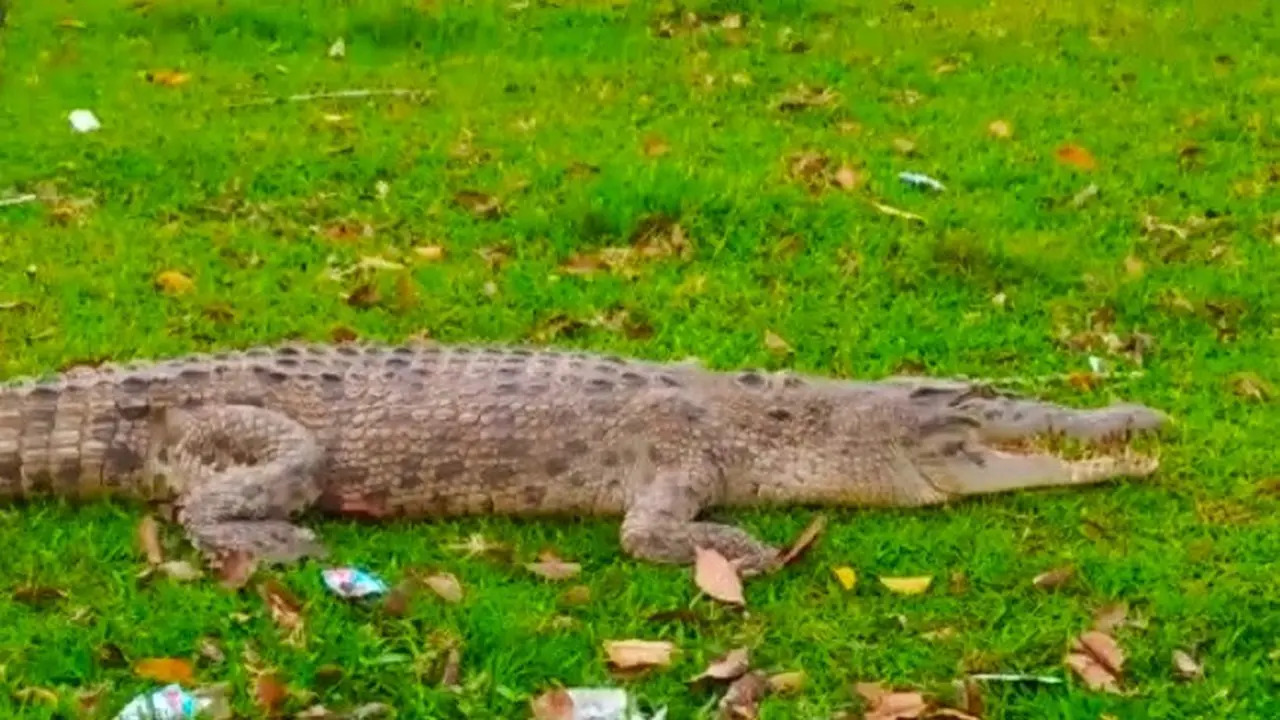 Penampakan buaya muara yang masuk perkampungan dan tengah berjemur di Siak