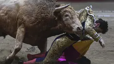 Matador asal Kolombia, Guillermo Valencia saat diseruduk banteng di arena adu banteng La Macarena di Medellin, Kolombia, (3/2). (AFP Photo/Joaquin Sarmiento)