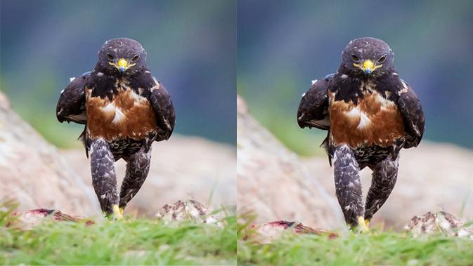 660+ Gambar Burung Elang Paling Keren Gratis Terbaru