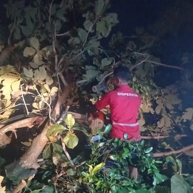 Pemkot Semarang Tanggap Tangani Dampak Hujan Angin, 86 Pohon Tumbang Berhasil Dievakuasi dalam Semalam
