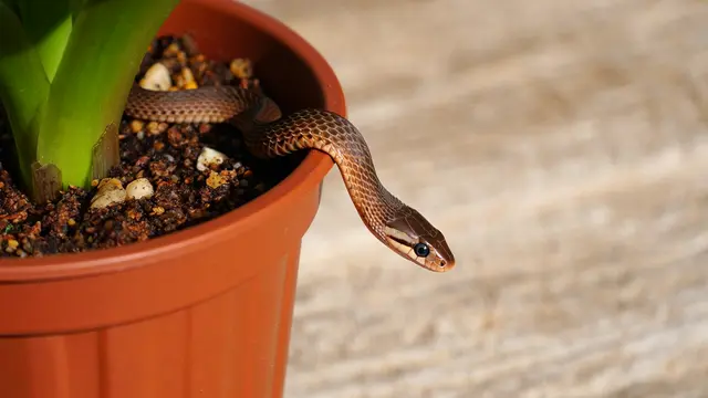 Anakan ular masuk pot tanaman (Foto: Reve Art AI)