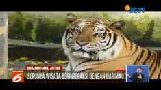 Di dalam kandang, ada pawang yang menjaga wisatawan saat memberi makan harimau.