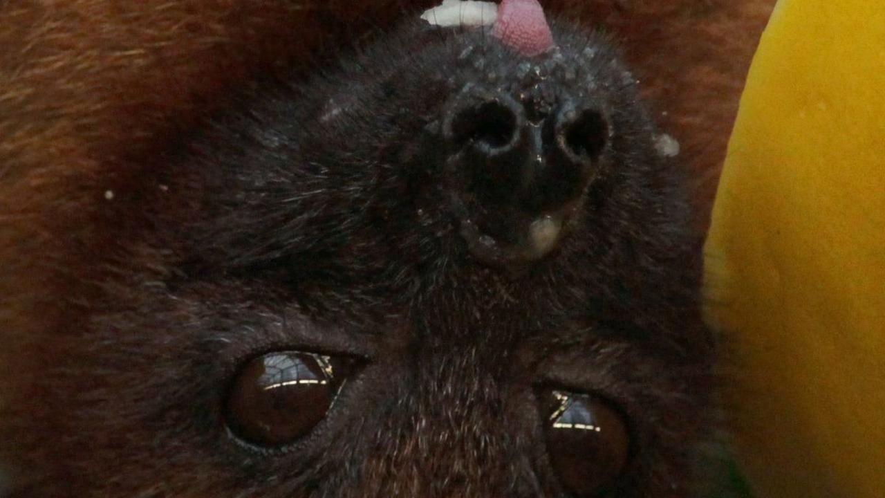 Apa Penyebab Virus Nipah?