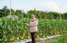 TP PKK Barito Utara Dorong Pengembangan Golden Melon, Optimalkan Potensi Lokal Petani
