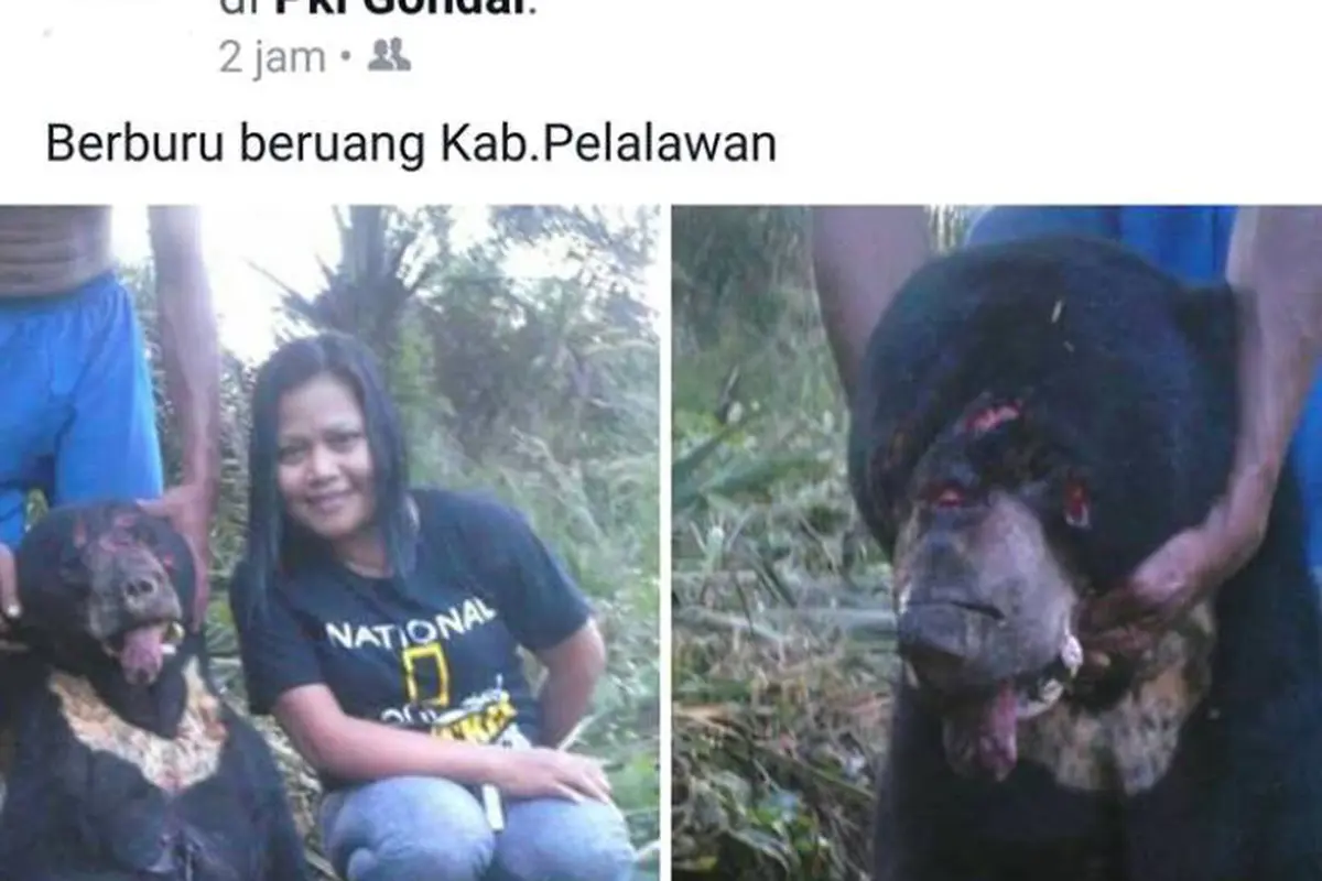 Sadis! Wanita Berkaos National Geographic Ini Tega Bunuh Beruang