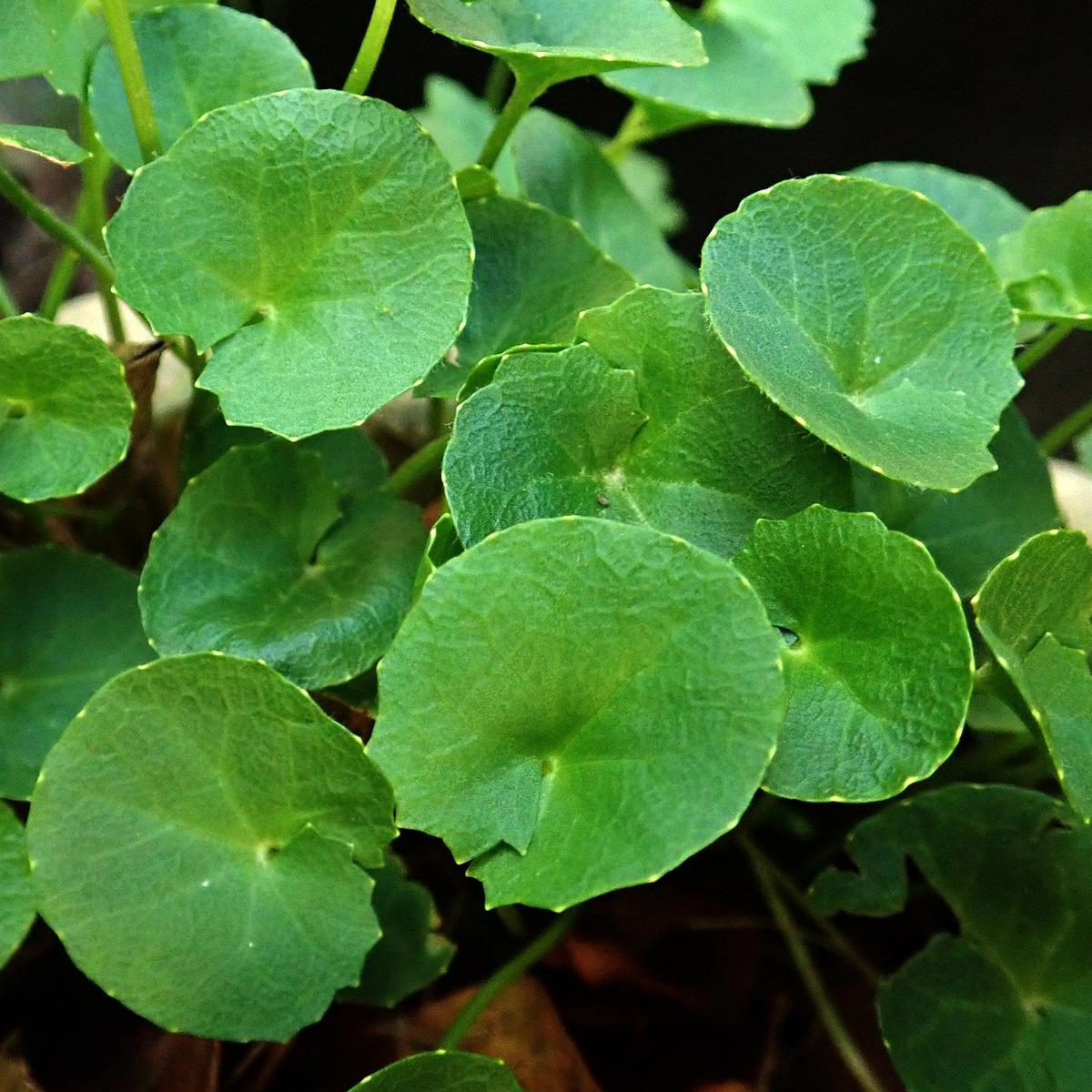 Kandungan Nutrisi Daun Pegagan