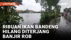 Banjir Rob Rendam Ratusan Hektar Tambak dan Rumah Penduduk