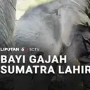 Bayi Gajah Sumatra Lahir