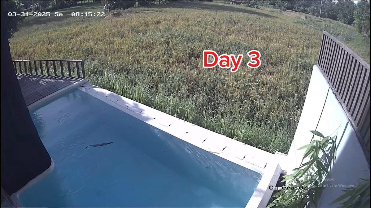 Dikta Bagikan Kondisi Vilanya Lewat CCTV, Ada 'Tamu' Tak Diundang Berenang di Kolam Berhari-hari