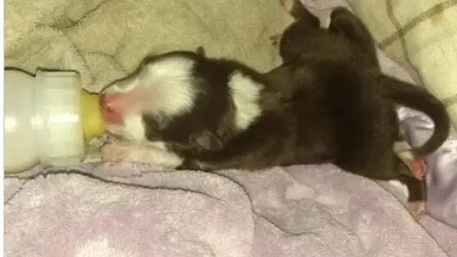 Viral, Anak Anjing Lucu Lahir dengan Enam Kaki dan Dua Ekor