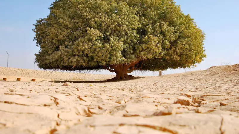 pohon Nabi Muhammad SAW, pohon nabi