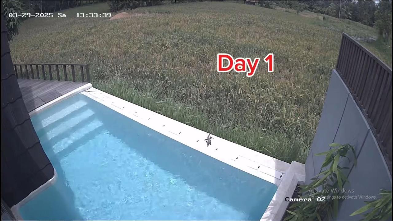 Dikta Bagikan Kondisi Vilanya Lewat CCTV, Ada 'Tamu' Tak Diundang Berenang di Kolam Berhari-hari