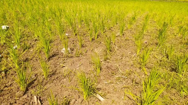 Ratusan hektar area pesawahan di blok kampung Bangkonol, Sukawening, Garut, Jawa Barat, mulai mengering akibat ketiadaan sumber air seiring masuknya musim kemarau tahun ini.