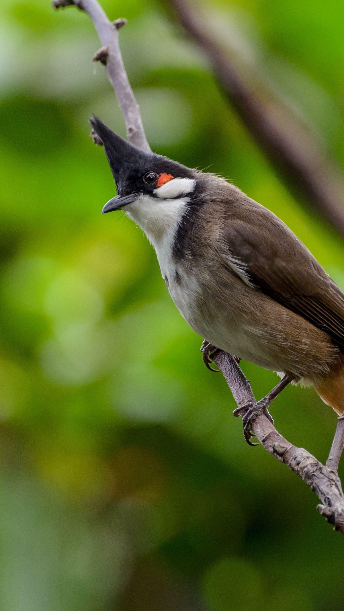 <a class="editorlink " href="https://www.merdeka.com/sumut/5-makanan-burung-kutilang-yang-bergizi-jangan-sembarangan-kln.html" rel="follow" target="_self">Burung kutilang</a> atau cangkurileung, ketilang, atau genthilang menjadi burung yang banyak dijumpa
