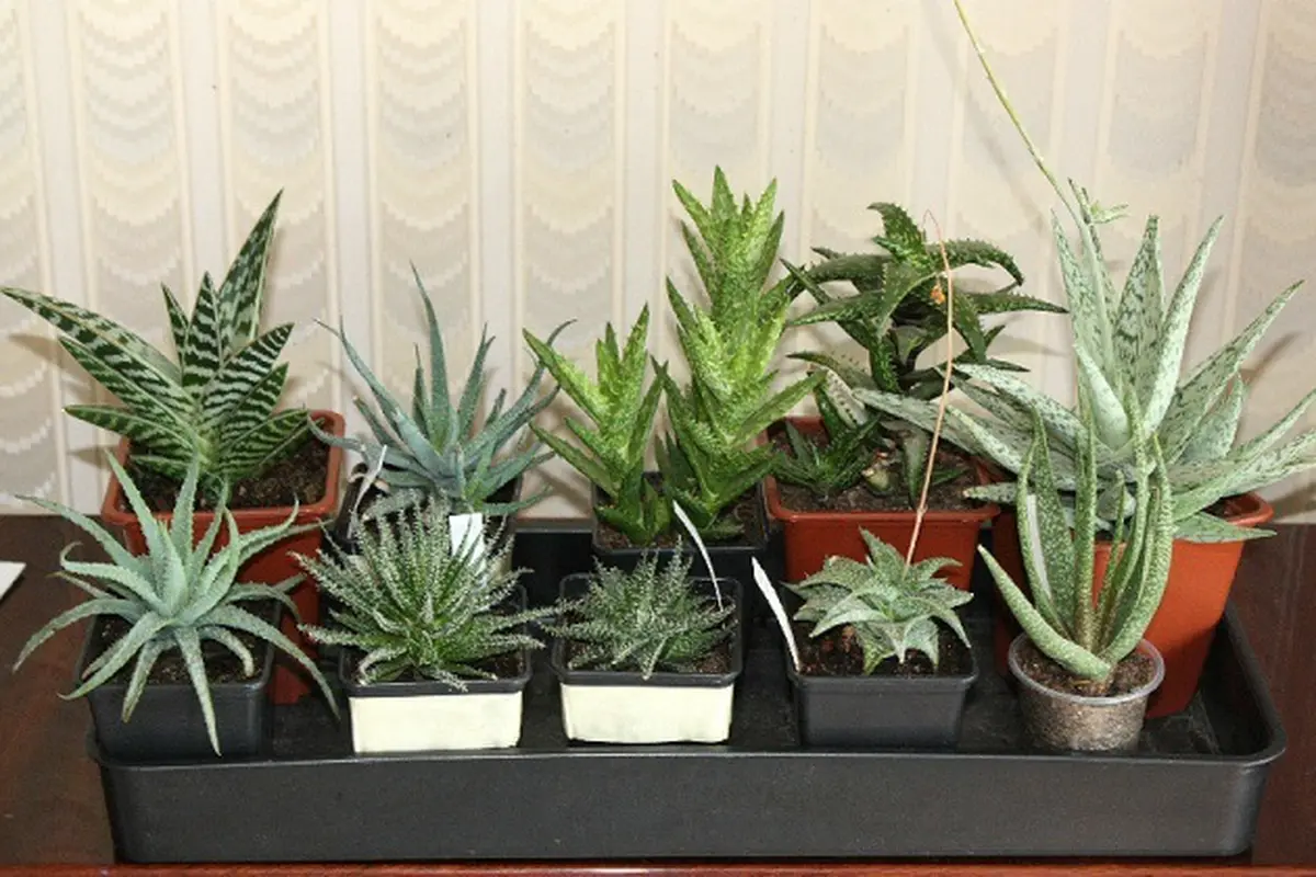 Aloe Vera