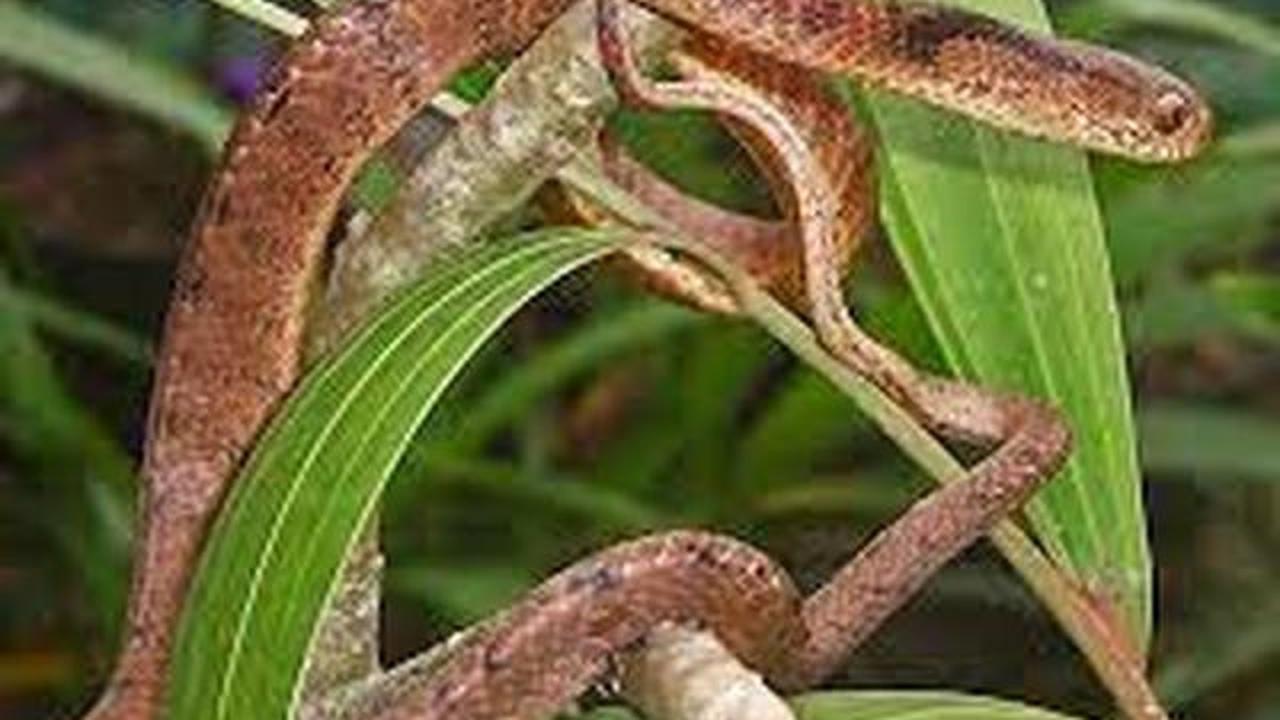6 Ciri Ular Pemanjat Pohon yang Sering Muncul di Pekarangan, Ini Bedanya