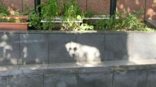 6 Ilusi Optik Anjing Ini Menipu Mata, Butuh Ketelitian