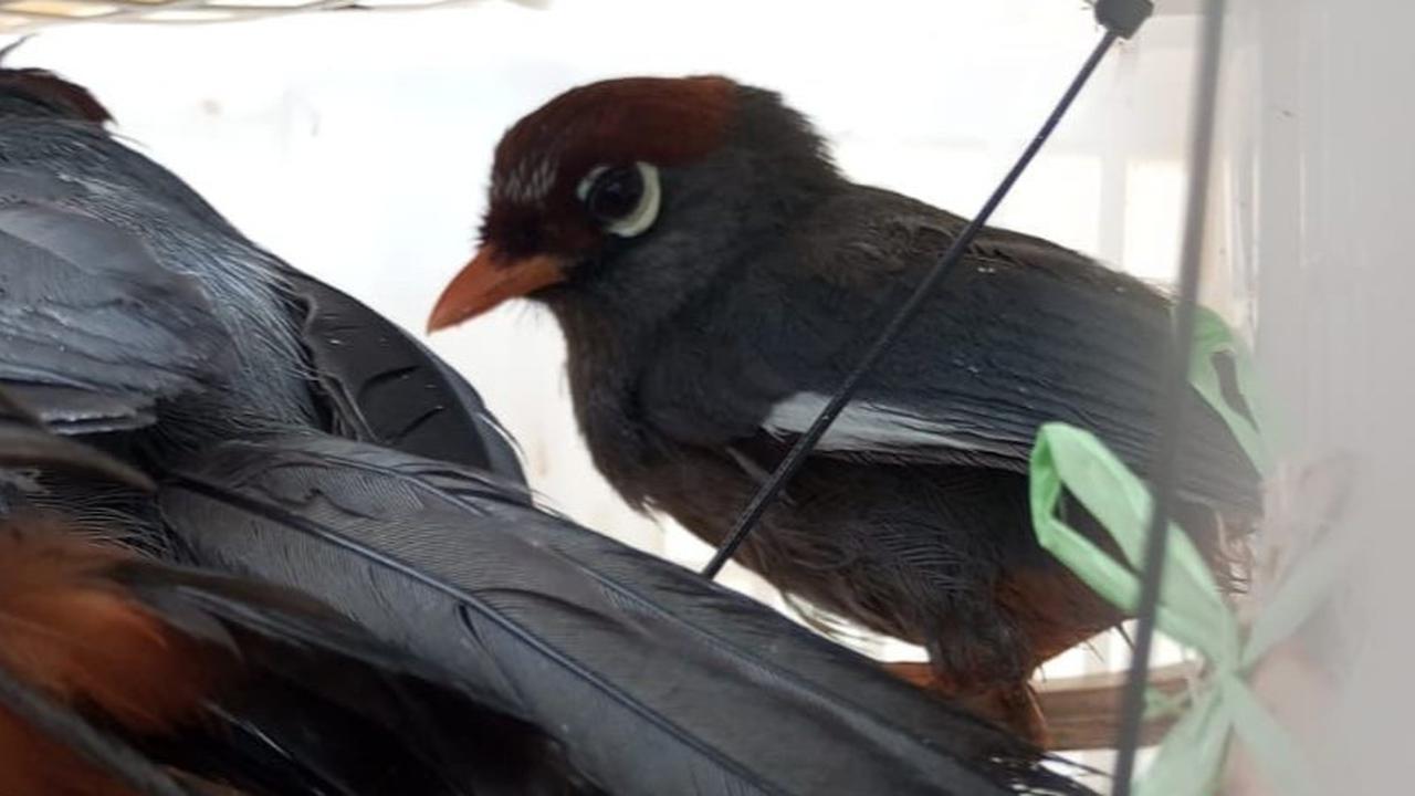 Di Dalam Perut Burung Ditemukan 778 Potong Plastik, Bunyinya Bikin Para Ilmuwan Kaget Setengah Mati
