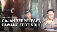 Pawang Tertindih Gajah Sumatra
