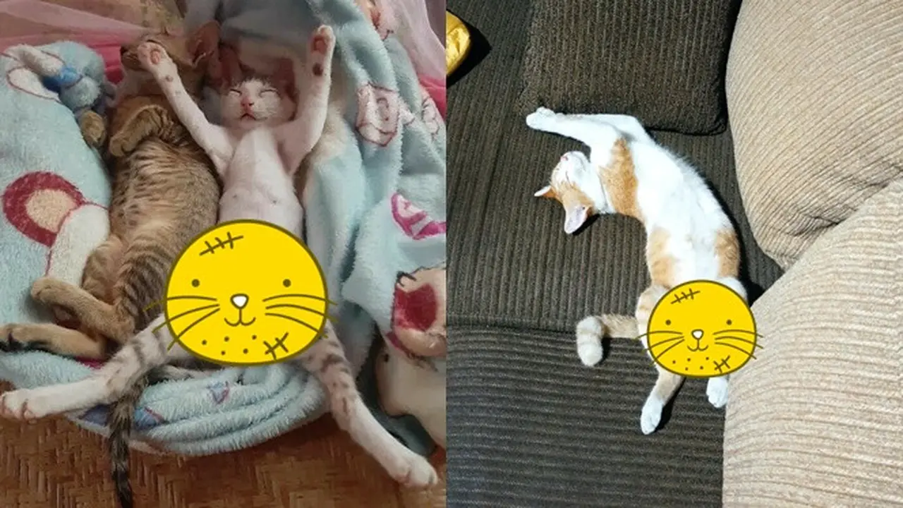 7 Potret Pose Kucing Tidur Telentang Ini Kocak, Bikin Salah Fokus