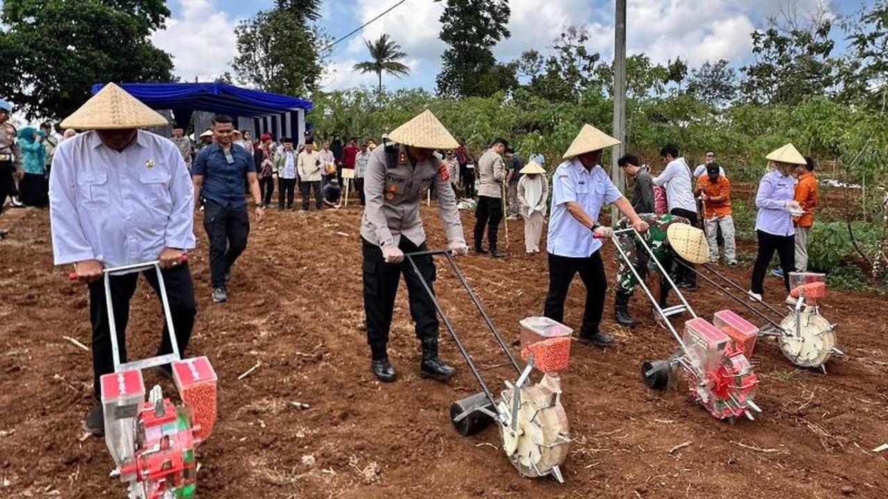 Tahukah Anda? Target Penanaman Jagung Garut Capai Puluhan Ribu Hektare pada 2025, Dukung Ketahanan Pangan Nasional
