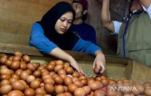 Bapanas Pastikan Penyaluran SPHP Jagung Pakan 242 Ribu Ton Dimulai Maret 2026