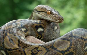 Ilustrasi ular piton. (Unsplash)