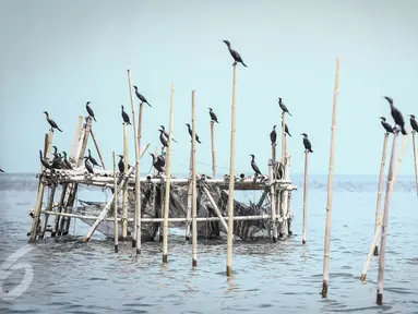 Sejumlah burung Pecuk Padi Kecil hinggap di bagan apung nelayan di perairan Muara Angke, Penjaringan, Jakarta Utara, Selasa (3/1). Habitat burung Pecuk Padi Hitam tersebut berdampingan dengan pemukiman nelayan Angke. (Liputan6.com/Faizal Fanani)