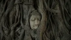 Wajah patung Buddha terlihat di antara akar pohon di kuil Wat Mahathat, Ayutthaya, Thailand (25/12/2015). Patung kepala Buddha ini telah ada sejak Kerajaan Ayutthaya runtuh akhir abad ke-18. (REUTERS/Jorge Silva)