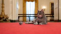 Gambar milik Gedung Putih ini menunjukkan kucing kepresidenan baru "Willow" turut menghuni Gedung Putih. Kucing ini adalah kucing berambut pendek bernama Willow, kata juru bicara Ibu Negara Jill Biden pada 28 Januari 2022. (THE WHITE HOUSE / AFP)