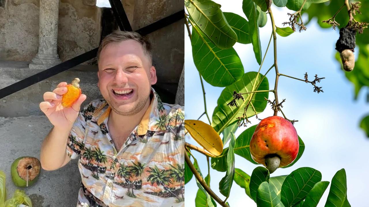 Bahaya Getah Jambu Monyet