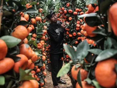 Pekerja merawat pohon jeruk Kim Kit di Meruya, Jakarta Barat, Selasa (25/1/2022). Permintaan pohon jeruk Kim Kit mengalami peningkatan jelang perayaan Imlek karena dipercaya dapat membawa keberuntungan. (merdeka.com/Iqbal S. Nugroho)