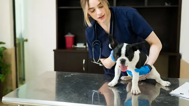 Dog at the Vet
