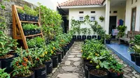 5 Penyebab Kebun Buah Boros Air, Cara Hemat agar Panen Melimpah