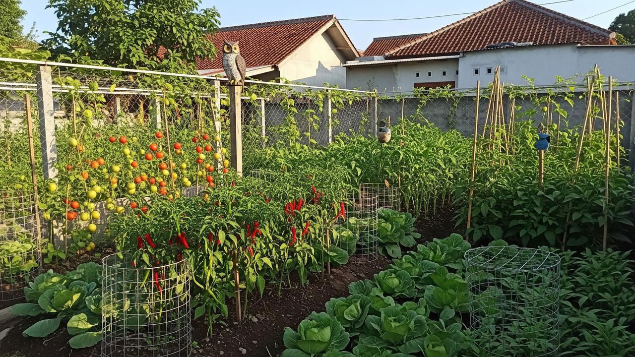 Membangun Pertahanan Fisik di Area Kebun