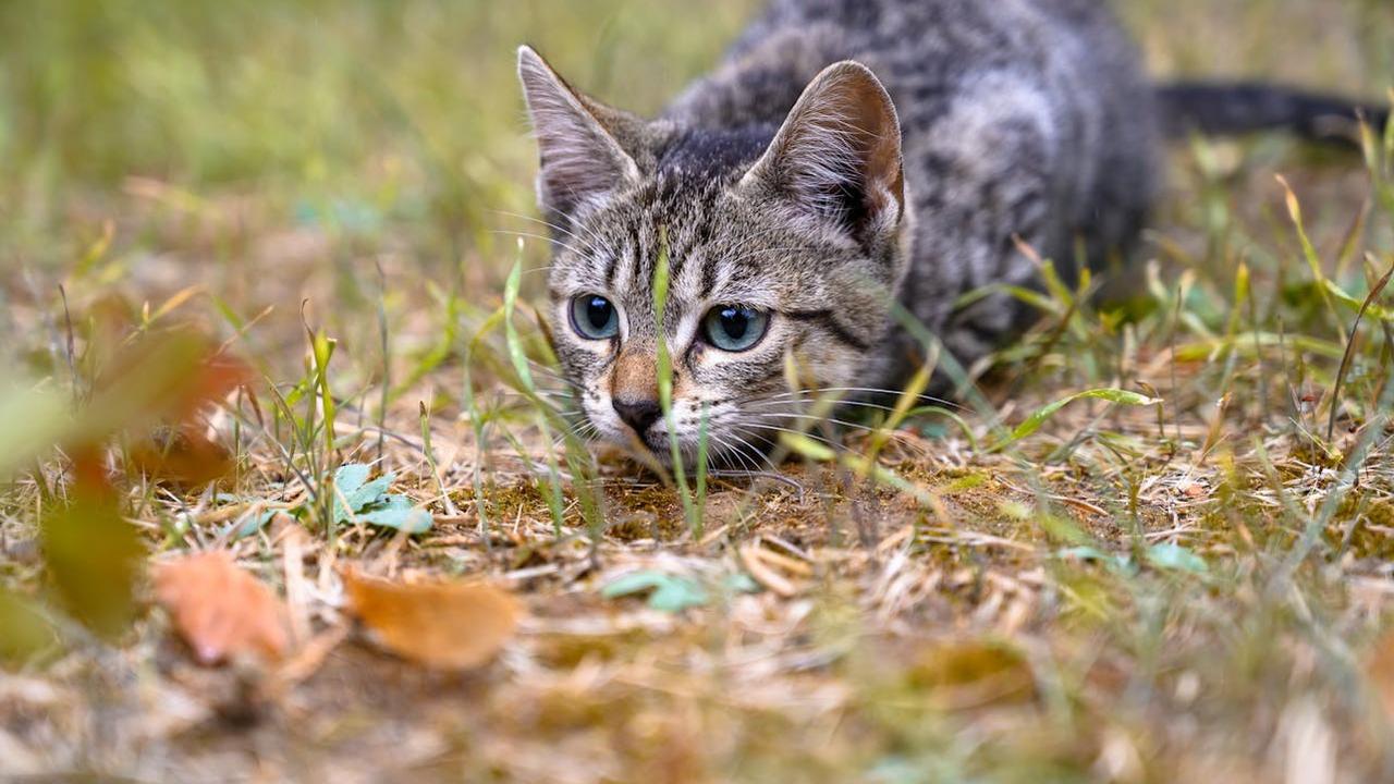 Kucing Berburu