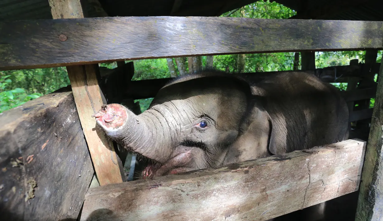 Seekor anak gajah yang terkena jerat dirawat di pusat konservasi gajah di Saree, Aceh Besar, pada 15 November 2021. Anak gajah betina yang diperkirakan berusia satu tahun itu mati sehari kemudian, disebabkan luka terkena jerat pada bagian belalai di hutan kawasan Kabupaten Aceh Jaya. (NANDAR/AFP)