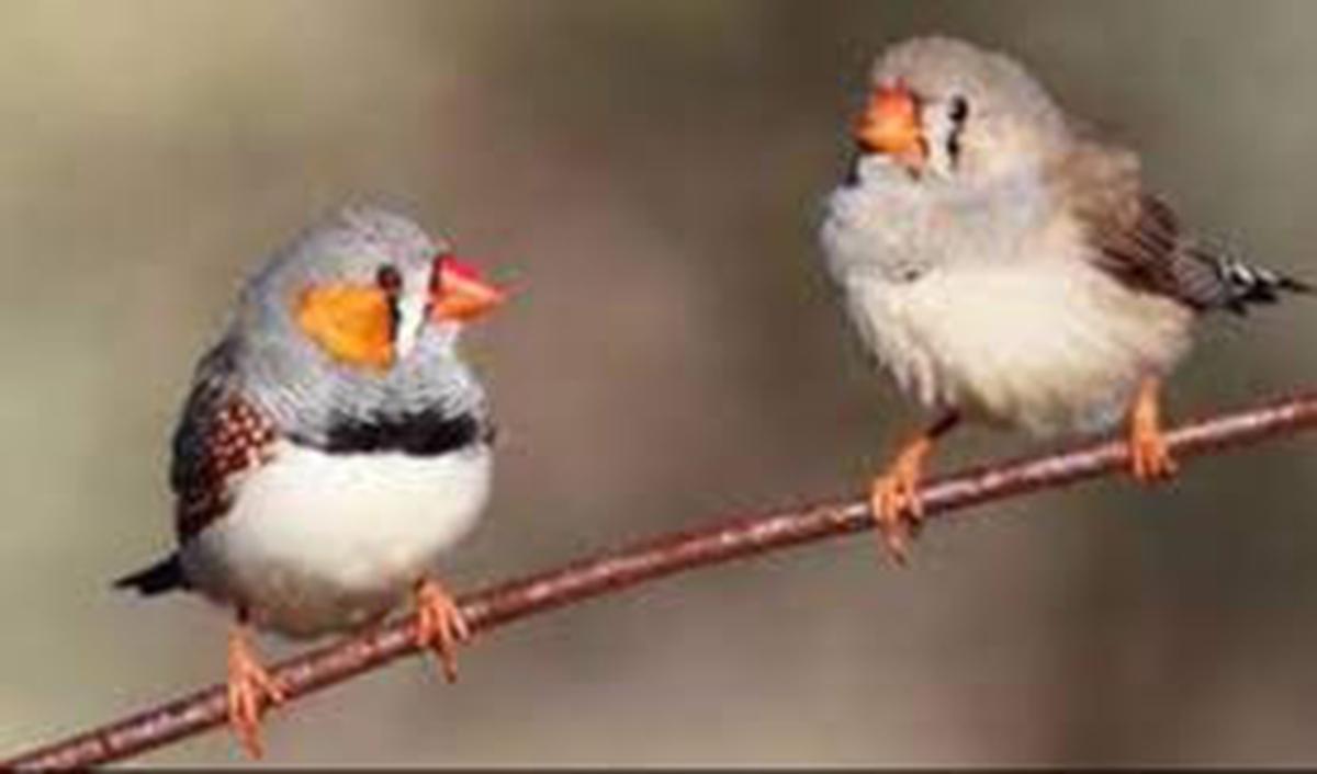 9. Burung Finch Darwin
